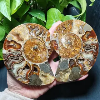 Een paar fossiele schelpen gespleten ammoniet - 114×82×13 mm