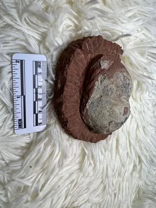 Dinosaurus - Ei - 9×6×3.5 cm