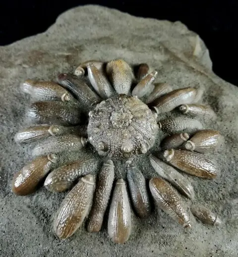 Fossiele zee-egel - schild met radio's - Asterocidaris