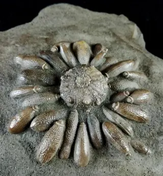 Fossiele zee-egel - schild met radio's - Asterocidaris