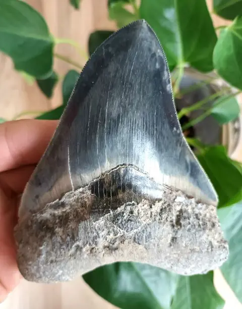 Megalodon - Tand - 131×102×25 mm