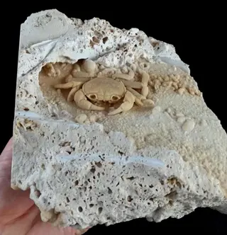 Spectaculaire gigantische zoetwaterkrab!!! - Exemplaar