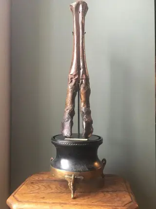 Wisent - Voorpoot - Bison Priscus Priscus - 45×10.5×9 cm