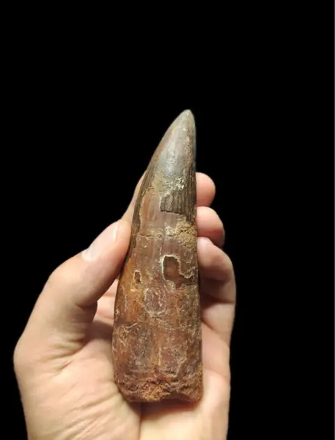 Spinosaurus - Tand - 3×4×13 cm