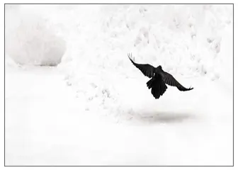 Roberto Cavalli - "Around America"