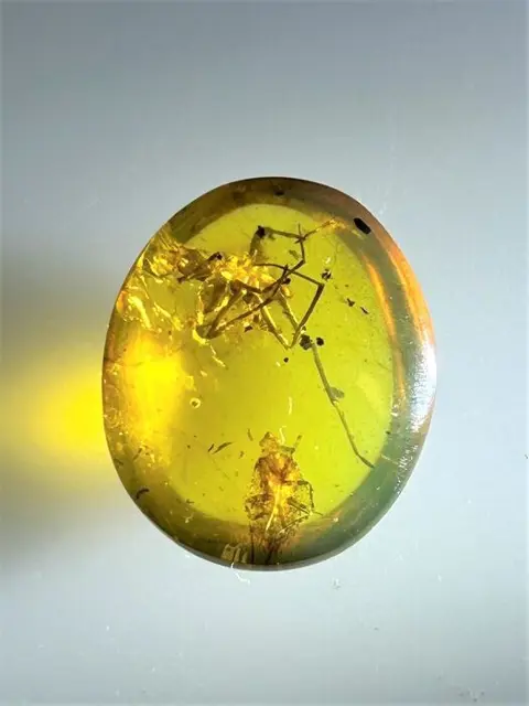 Birmese amber-?Big Spider en Fulgoroidea-nimf met