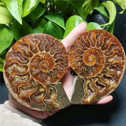 Een paar fossiele schelpen gespleten ammoniet - 112×88×15 mm