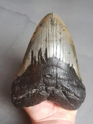 Megalodon - USA 6.06 inch! - 154×116×31 mm