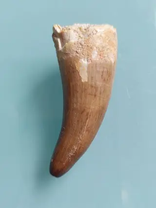 Zeldzame extreem grote mooie 60 mm Plesiosaurus tand - Tand