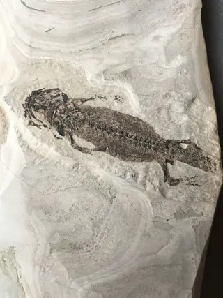 Twee amfibieën "Baranchiosaurus" tot in detail bewaard