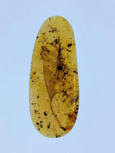 Amber - feather in amber - 4×20×55 mm