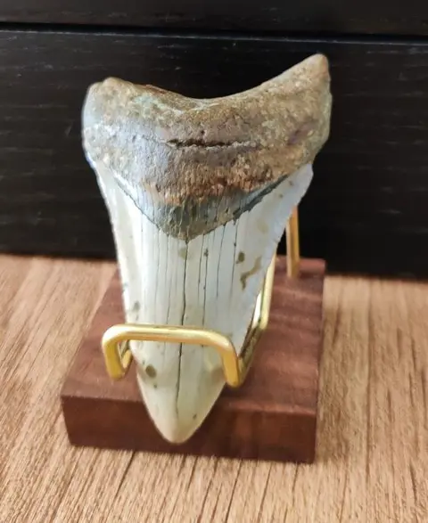 Megalodon - Tand - 85×50×20 mm