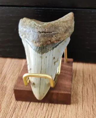 Megalodon - Tand - 85×50×20 mm