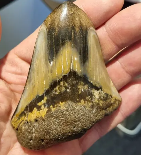 Megalodon - Tand - Carcharocles Megalodon - Gepolijst -