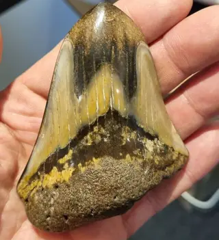 Megalodon - Tand - Carcharocles Megalodon - Gepolijst -