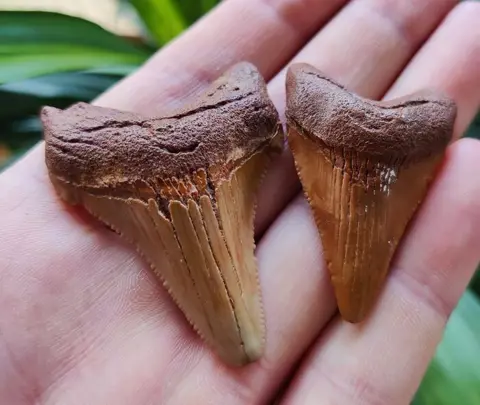 2x Chubutensis - Gebit - Chubutensis - 44×38×10 mm