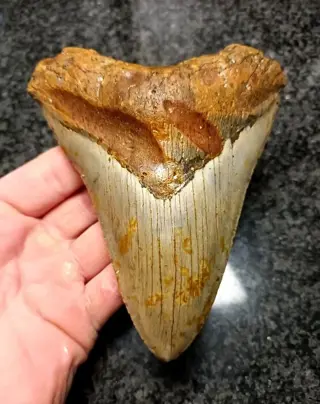 Megalodon - Tand - * BIG * - 137×112×31 mm