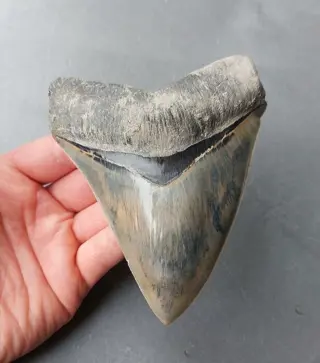 *stunner* Megalodon - Tand - 133×104×29 mm