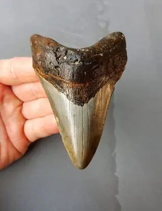 *USA* Megalodon - Tand - 104×67×24 mm