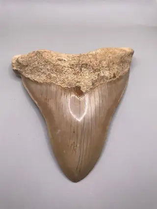 Megalodon - Tand - 13.9×12.1×13.9 cm