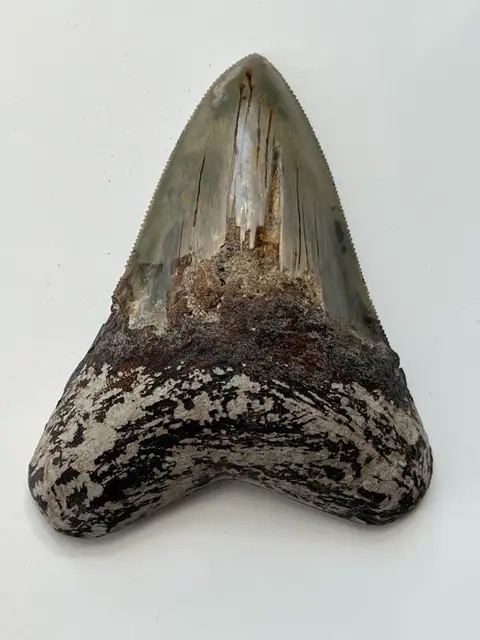 Kwaliteit Megalodon-tand, - 8,8 cm - Carcharocles megalodon