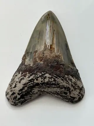 Kwaliteit Megalodon-tand, - 8,8 cm - Carcharocles megalodon