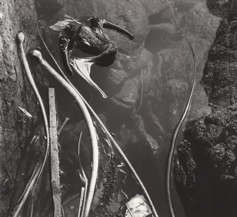 Edward WESTON (1886-1958) - Tidepool With Dead Pelican