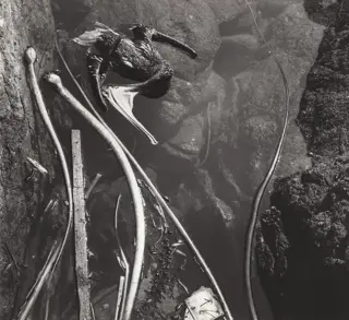 Edward WESTON (1886-1958) - Tidepool With Dead Pelican