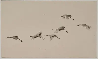 Yamamoto MASAO (1957) - Rose Grey