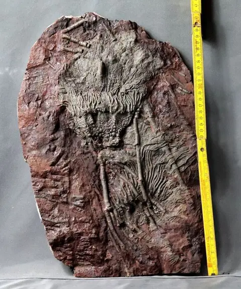 Groot formaat prachtige crinoid met steel 41cm!! - Erg