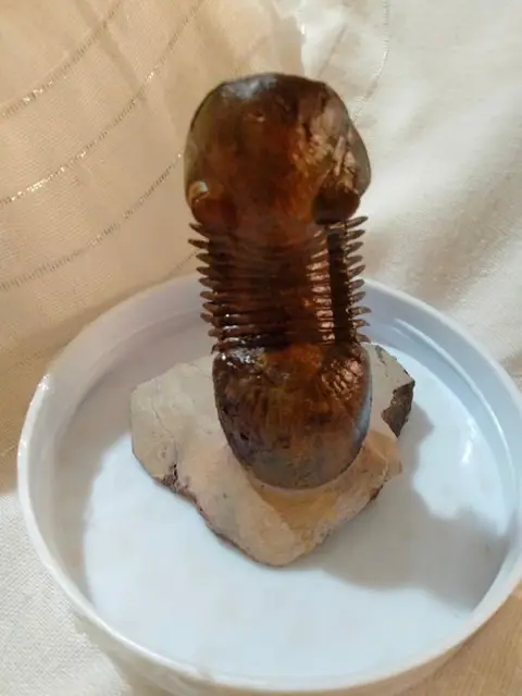 Trilobiet - Op originele matrix