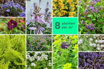 Kant en klare borderpakketten per m2 te koop