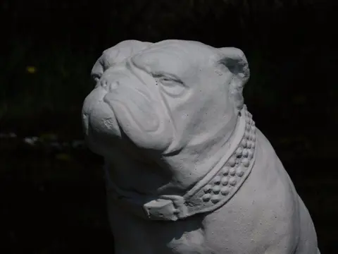 Bulldog , hond