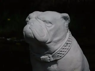 Bulldog , hond