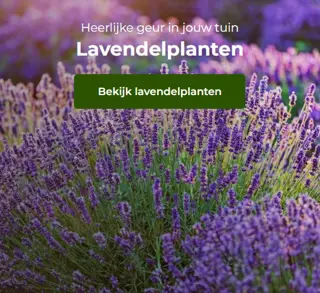 Lavendel verschillende soorten te koop