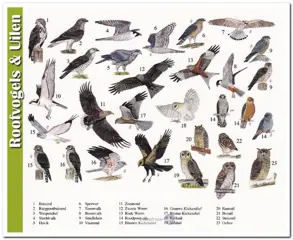 Ansichtkaart: Roofvogels + Uilen