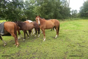 Woonboerderij, paardenboxen, landerijen, dubbele bewoning