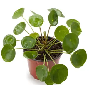 Leuke pannenkoek plant (Pilea Peperomioides)