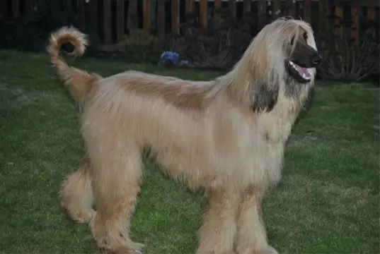Afghaanse windhonden pups met show kwaliteit!!
