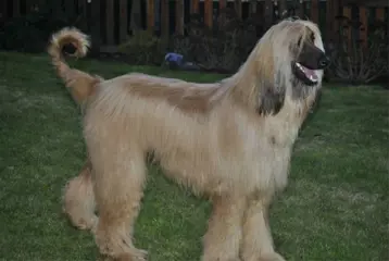 Afghaanse windhonden pups met show kwaliteit!!