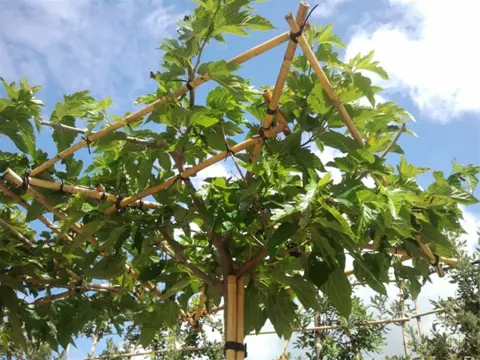 Morus platanifolia 'Fruitless' Dakboom (Moerbei)