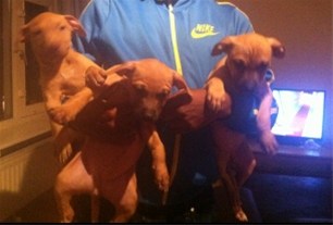 Amerikaanse stafford pups