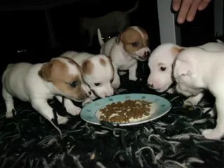 Hele mooie kortharige mini Jack Russel pups