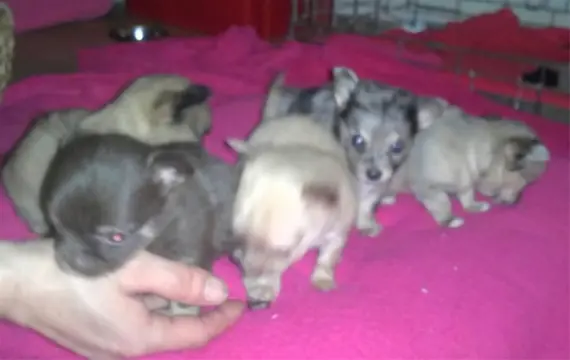 Kerstcadeau bonte nest Chihuahua pupps te koop - raszuiver-