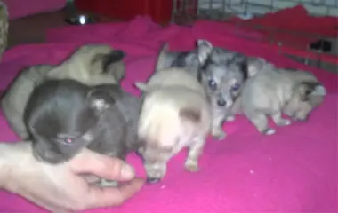 Kerstcadeau bonte nest Chihuahua pupps te koop - raszuiver-