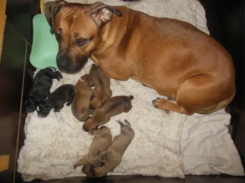Te koop stafford pups
