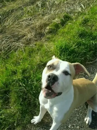 Lieve stafford am.bulldog