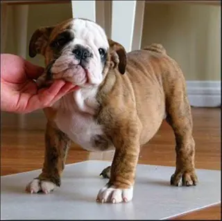 Twee leuke engelse bulldog met stamboom