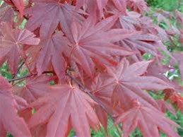 Acer palmatum Bloodgood