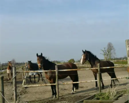 Stalling met het hele jaar buitengang te huur